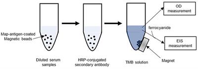 Electrochemical Detection of Serum Antibodies Against Mycobacterium avium Subspecies paratuberculosis